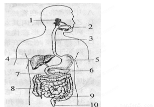 消化系统结构与功能解析